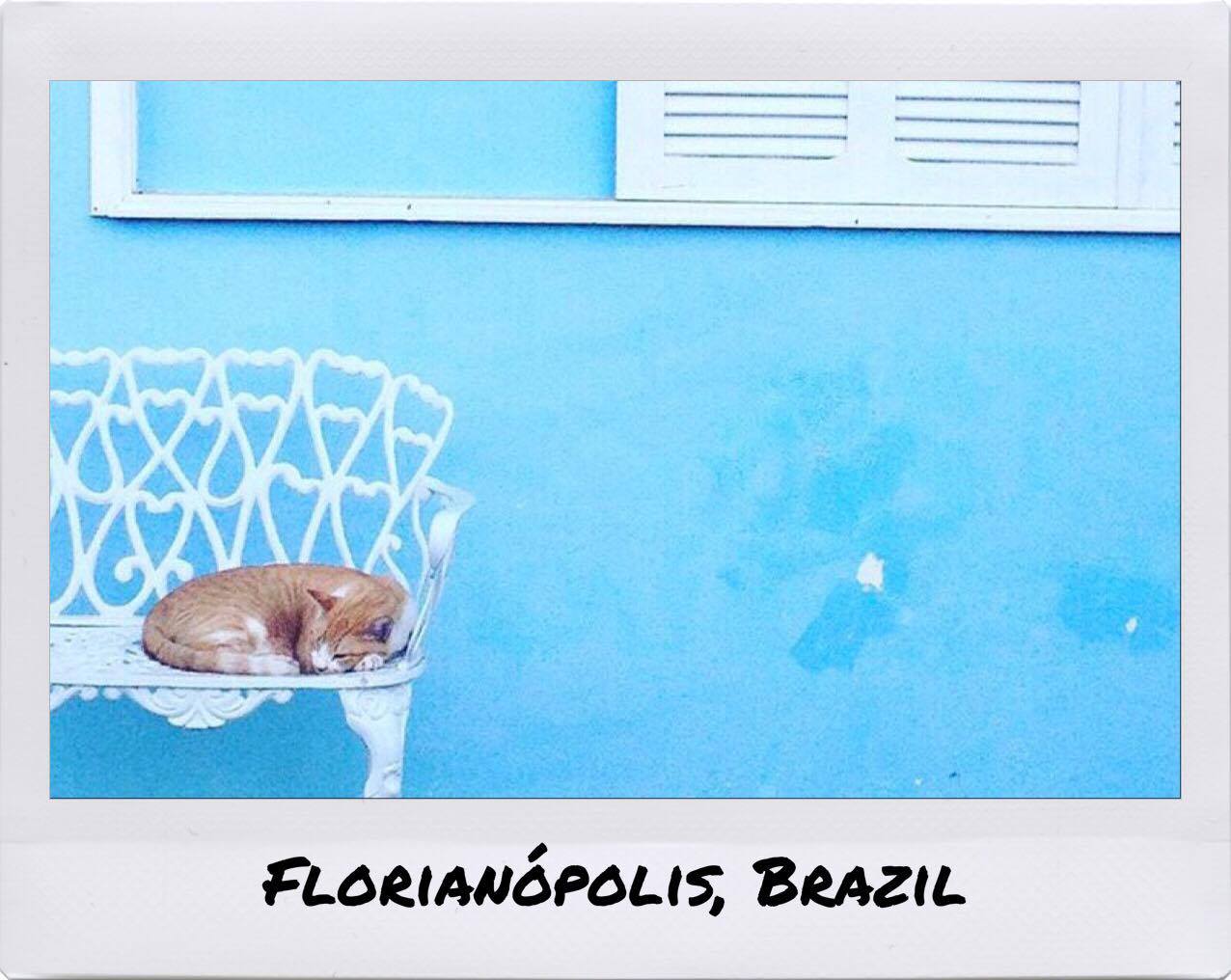 cat in Florianopolis, Brazil