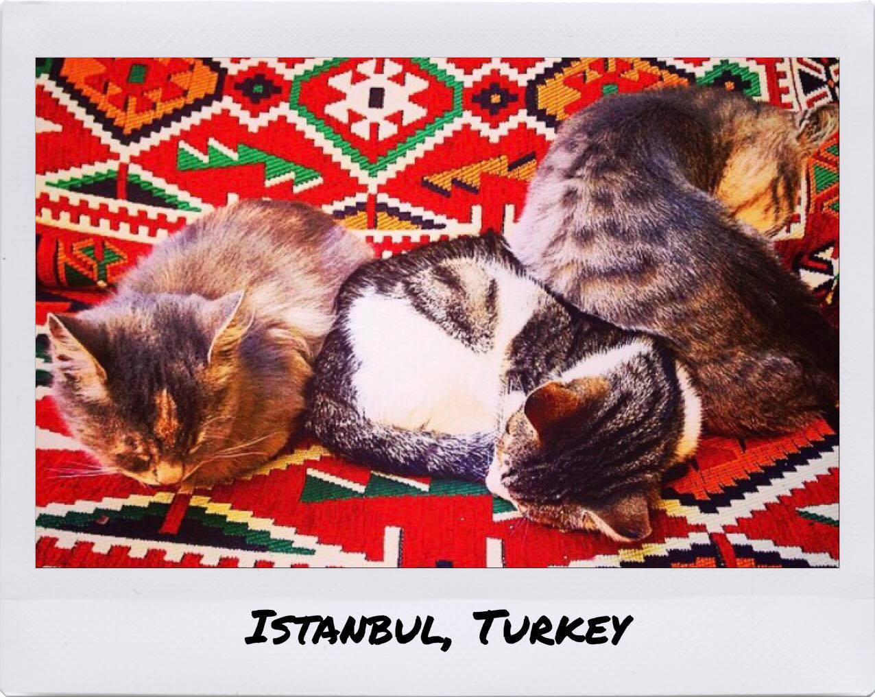 cats in Istanbul, Turkey